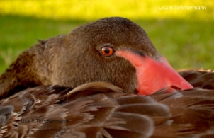 Black swan - Perth, Western Australia