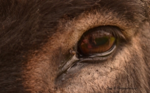 A donkey's eye