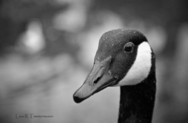 Black goose in New Forest, UK