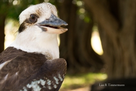 Kookaburra - Western Australia