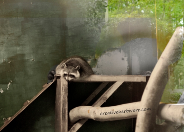 Raccoon in captivity